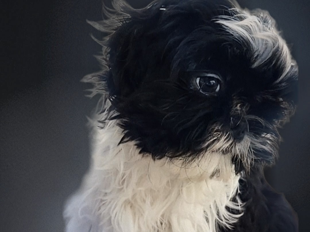 Dog Nova