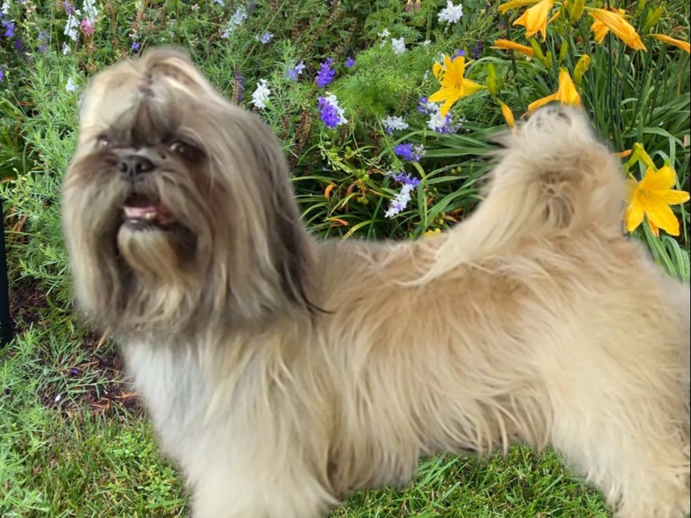 Dog Aslan