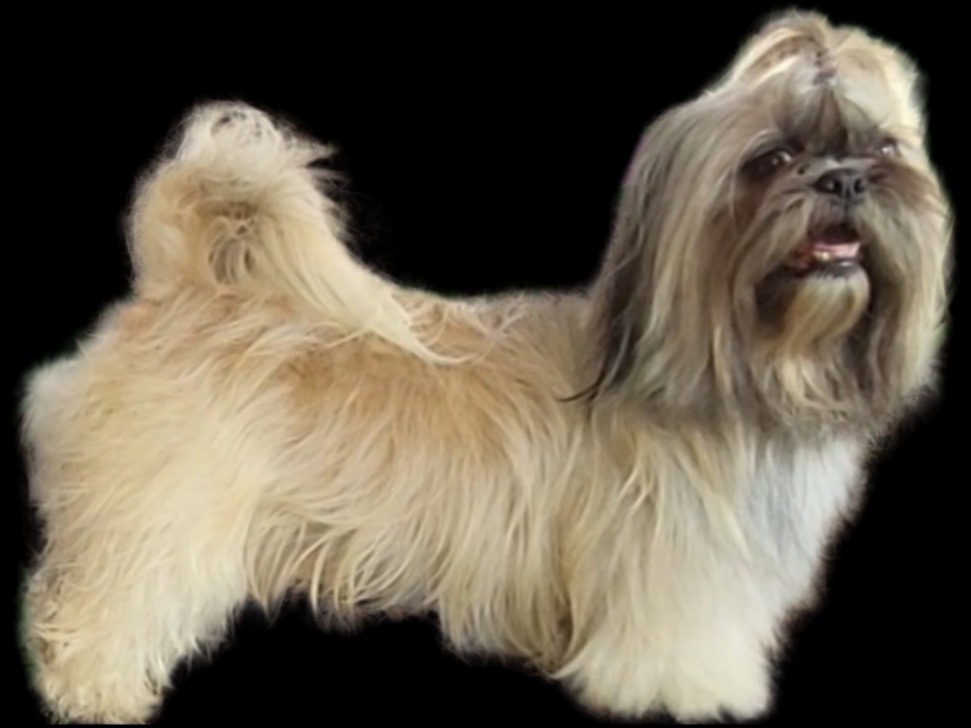 Dog Aslan