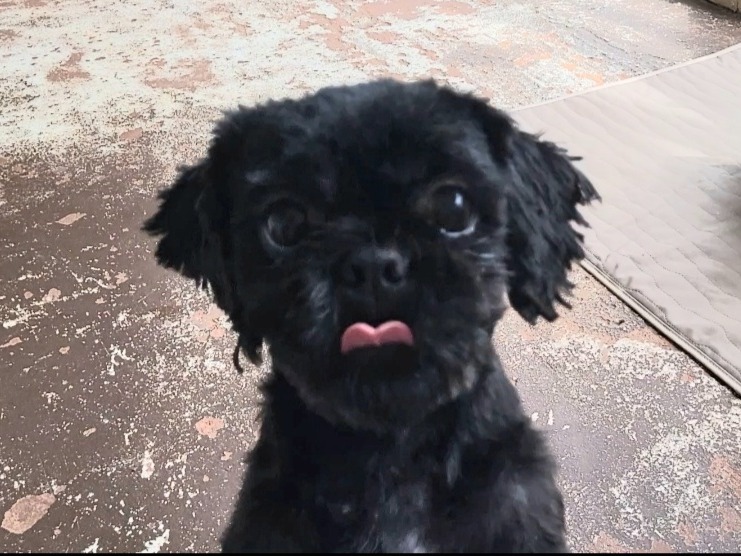 Dog B.B.