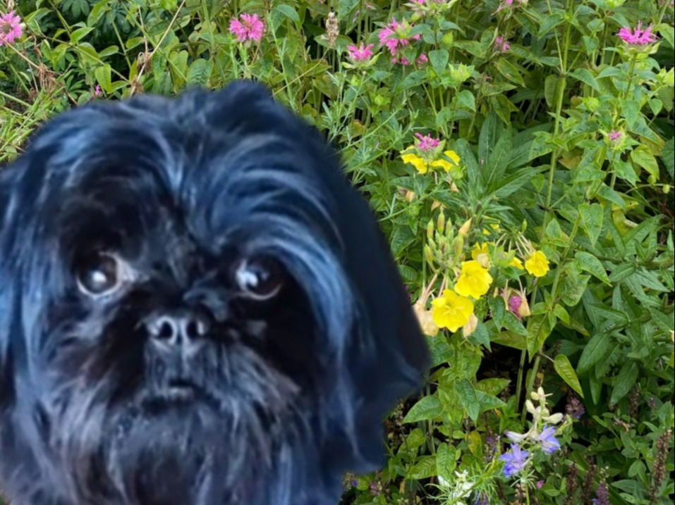 Dog B.B.