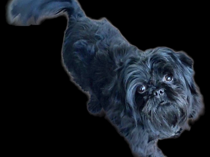 Dog B.B.