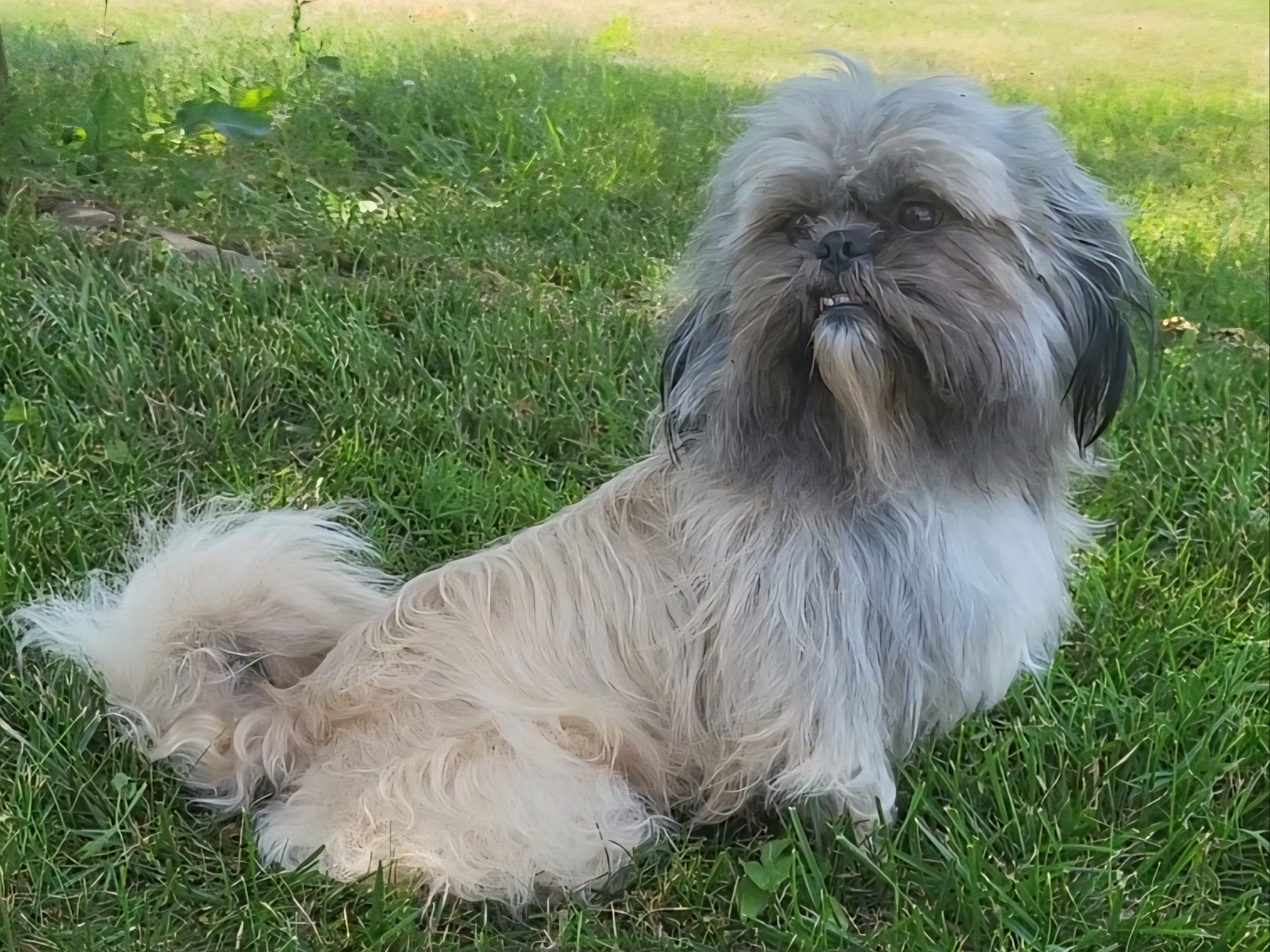 puppy