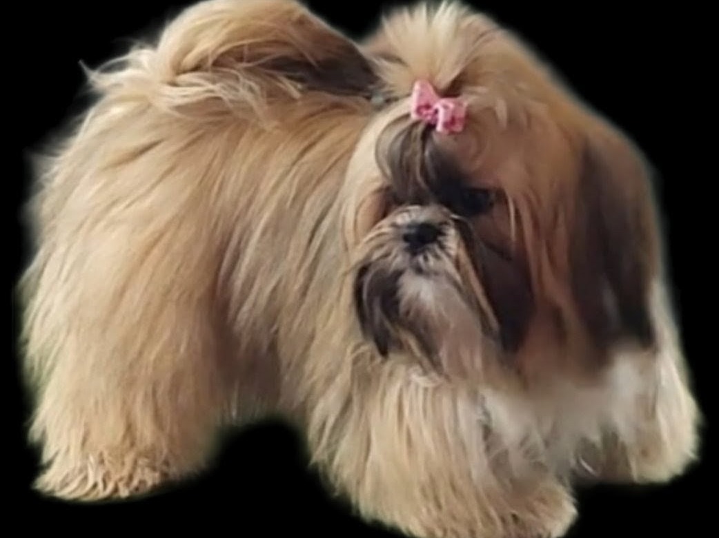 puppy