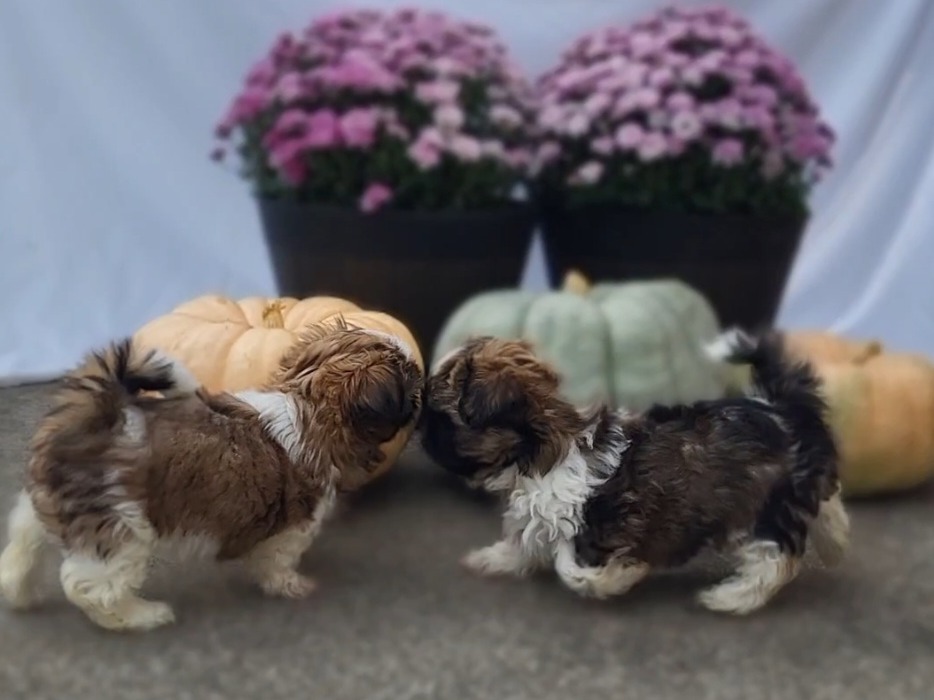 puppy