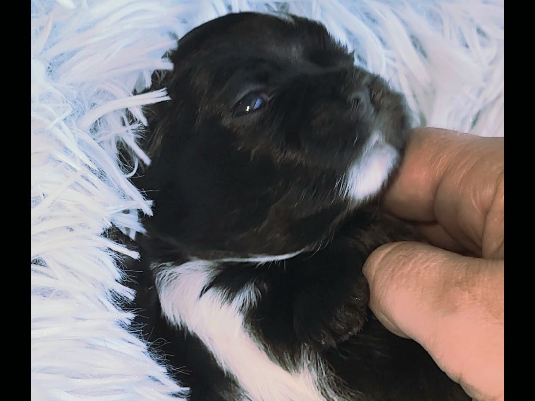 puppy