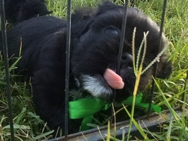 puppy
