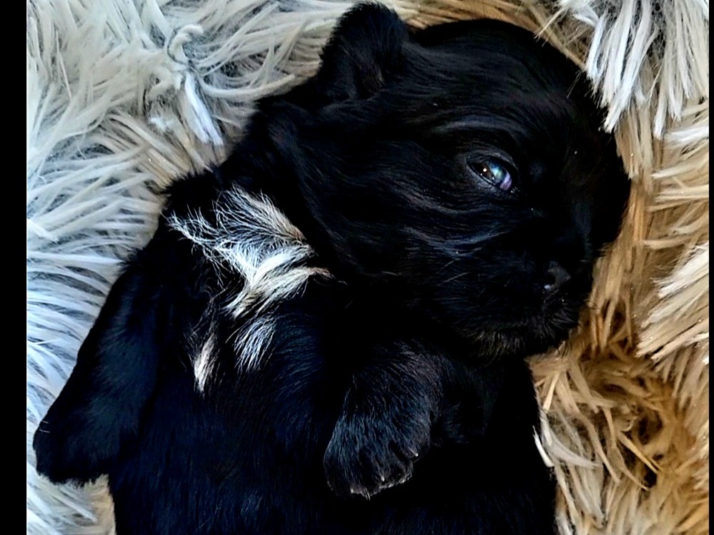 puppy