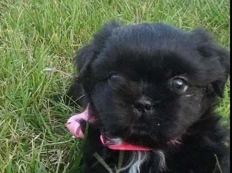 puppy