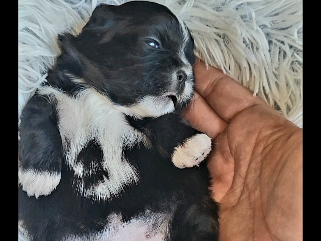 puppy