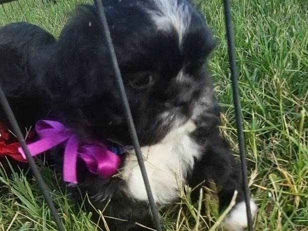 puppy