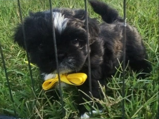 puppy