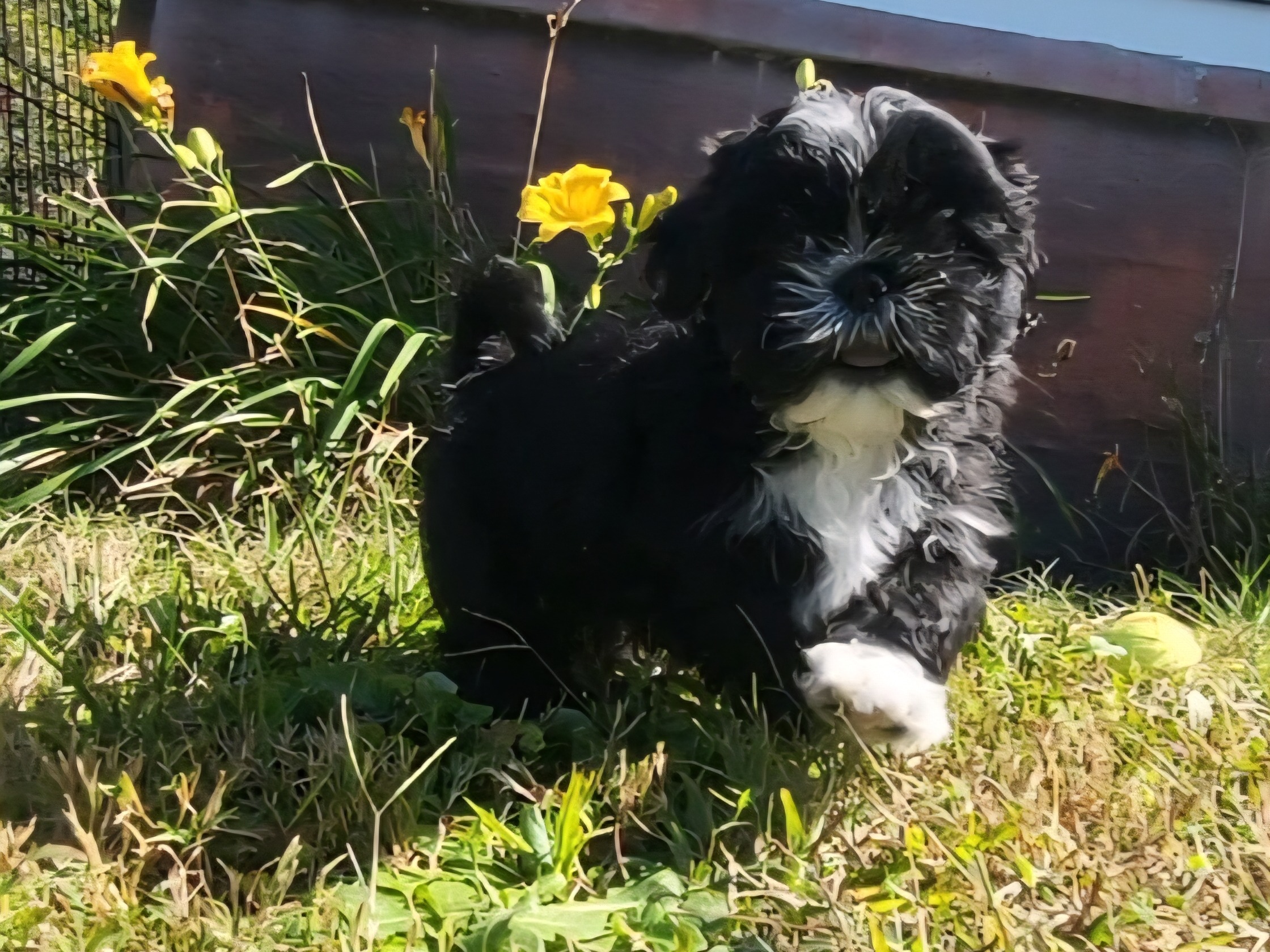 puppy