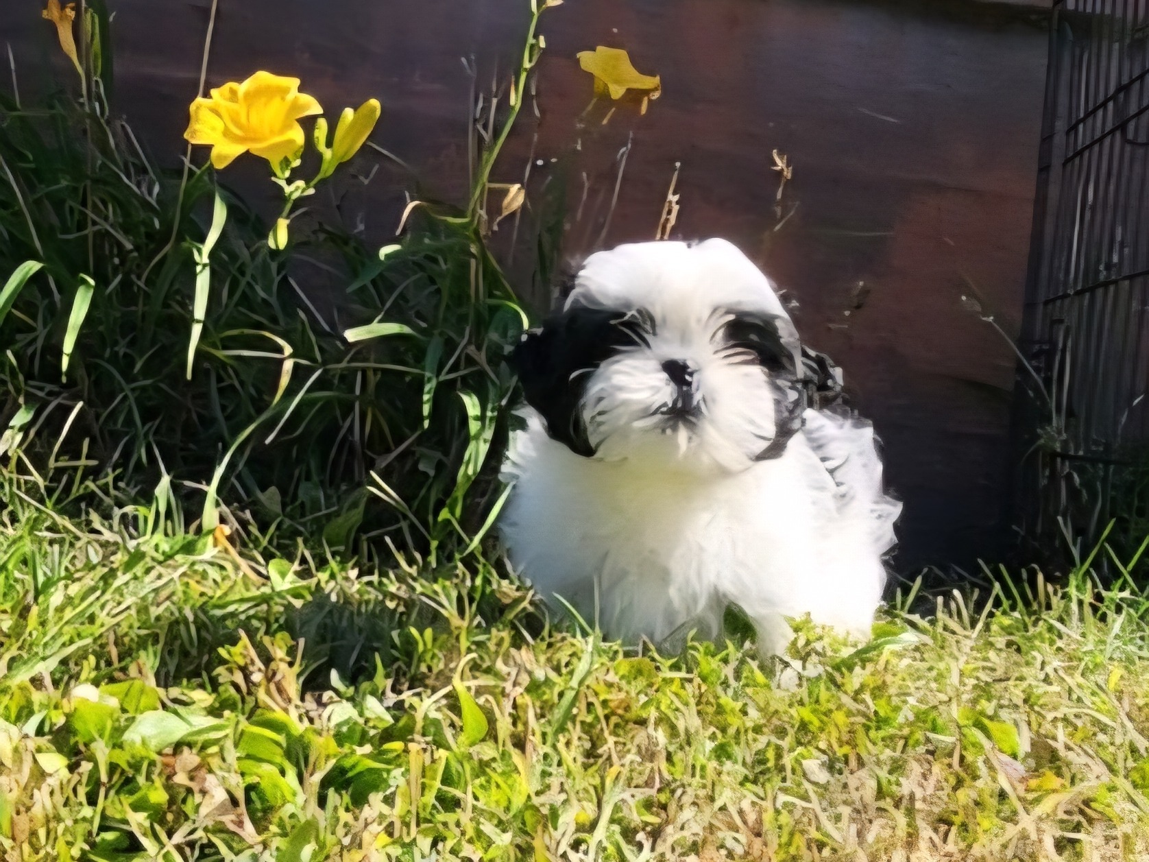 puppy