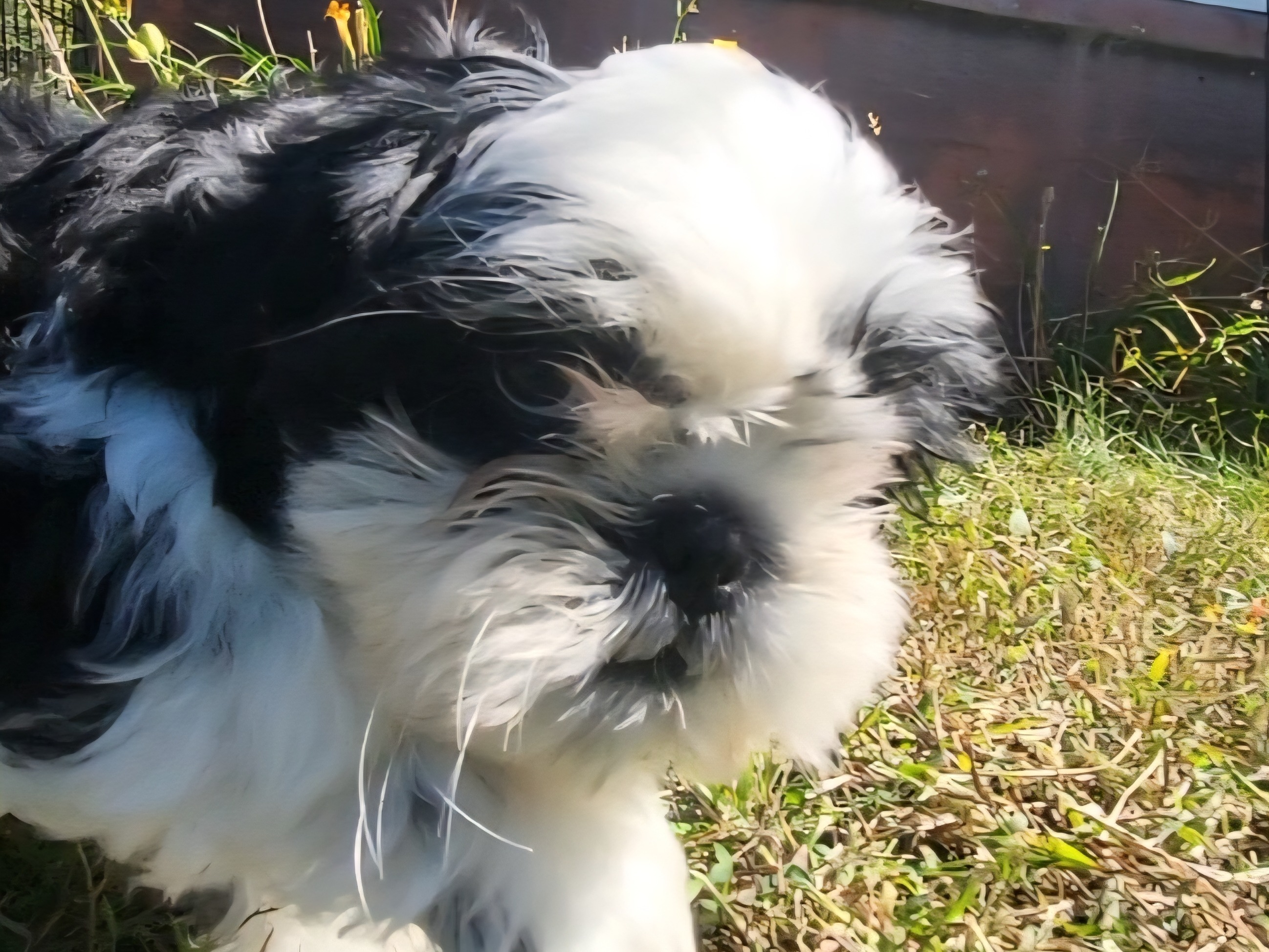 puppy
