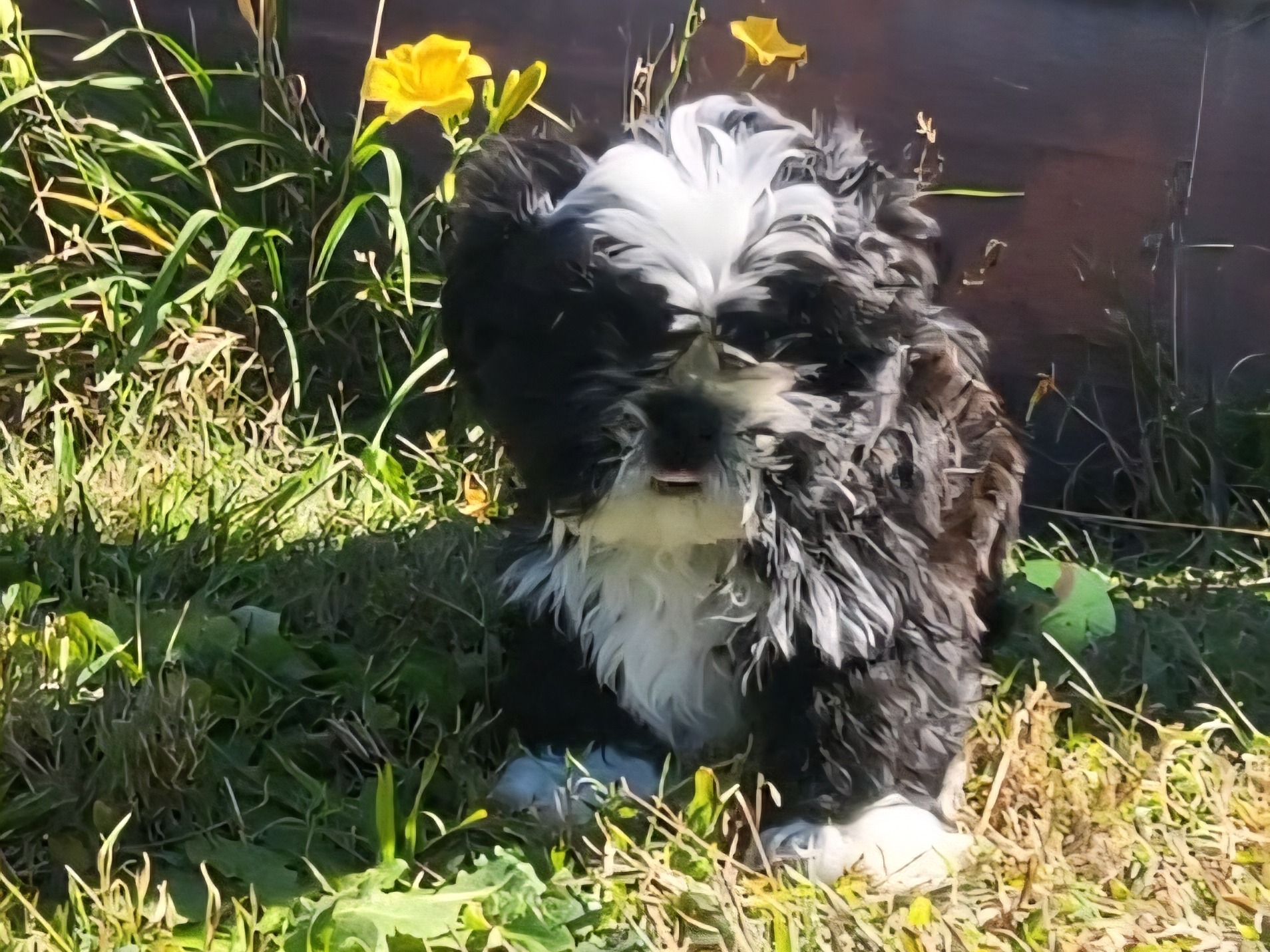 puppy