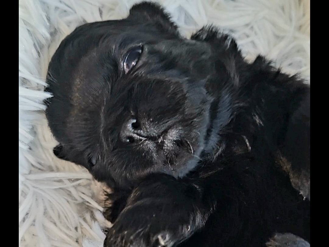 puppy