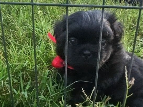 puppy