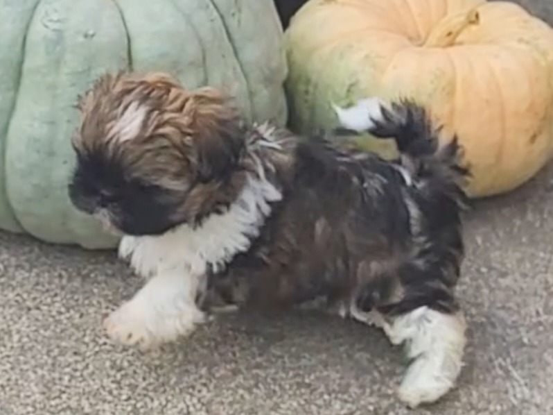 puppy