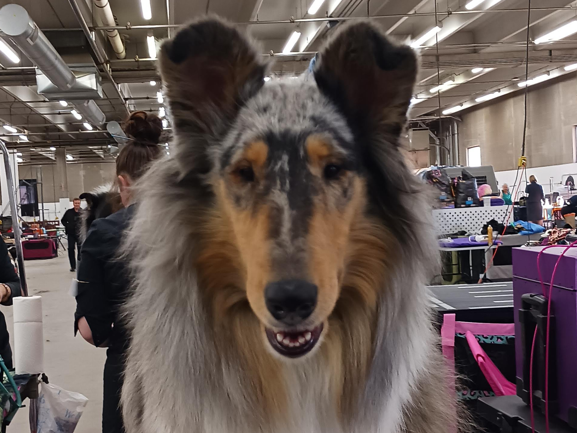 Dog Indigo