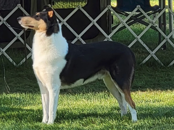 Dog Amonte