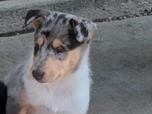 puppy