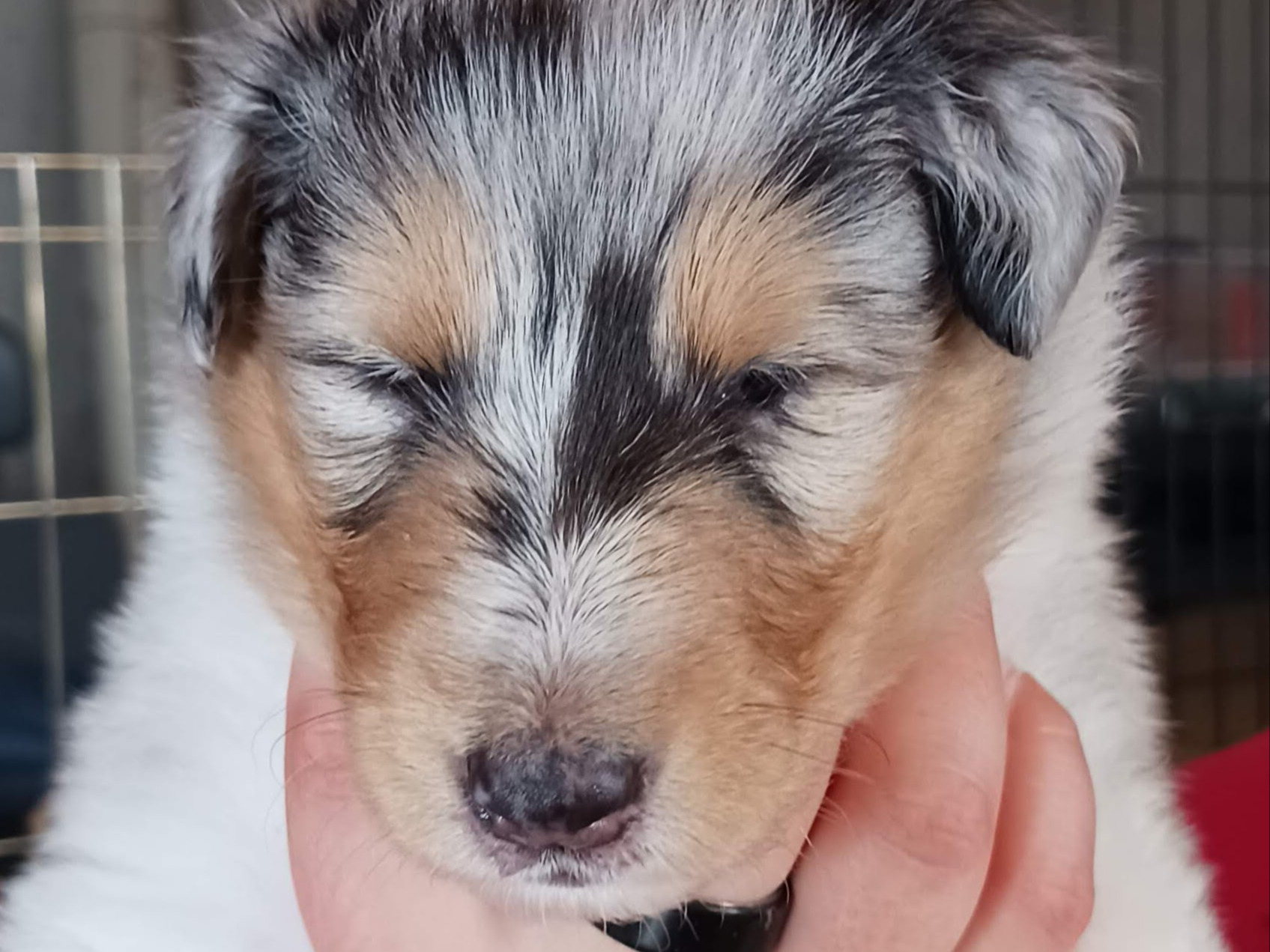 puppy