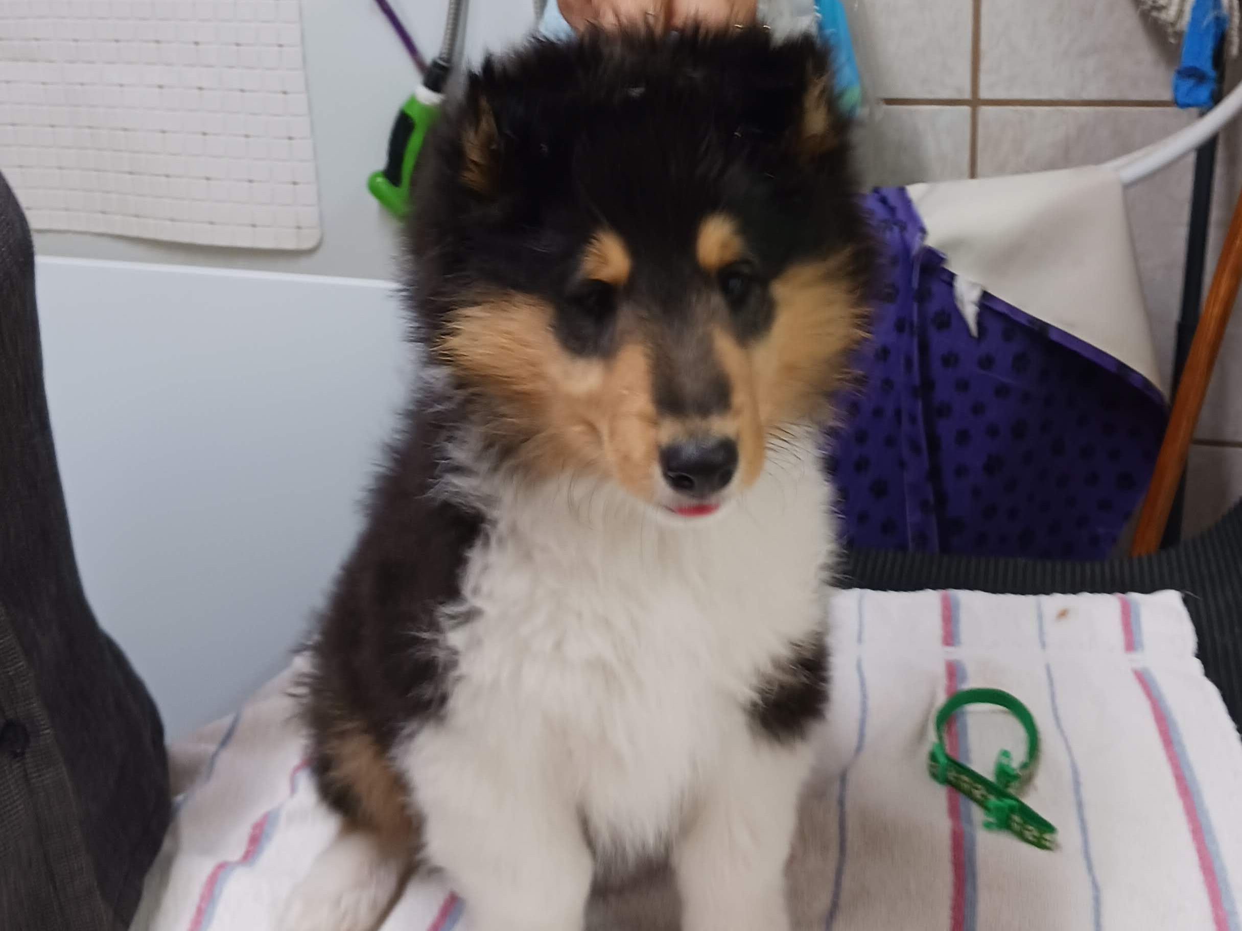 puppy