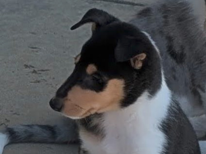 puppy