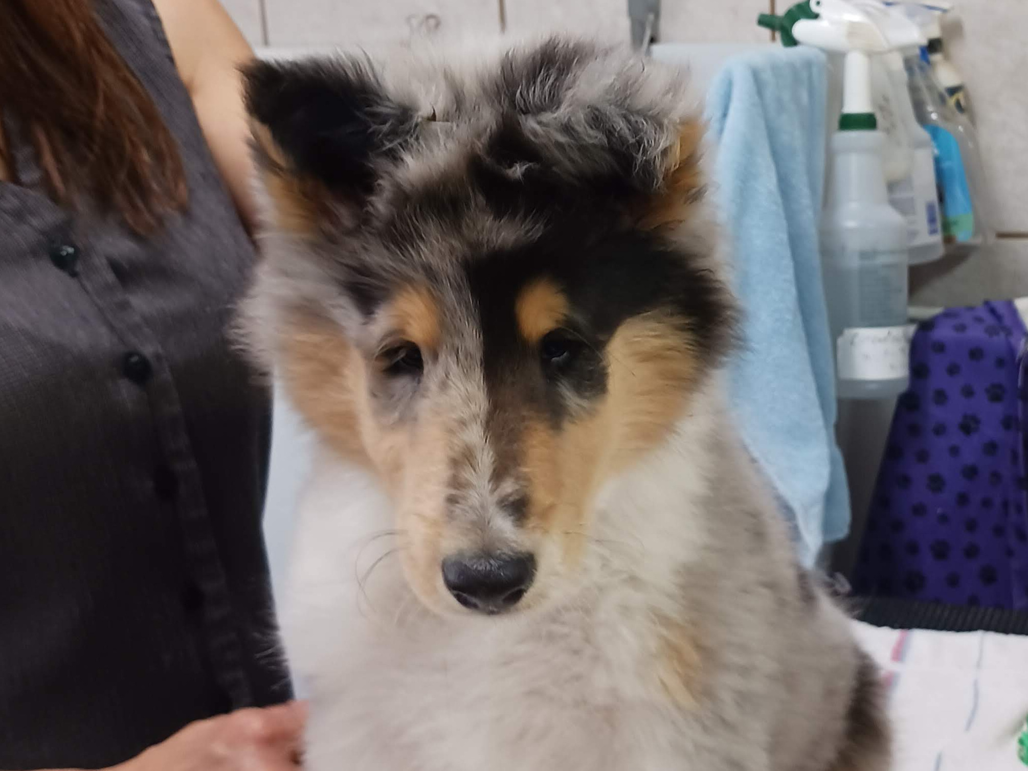 puppy
