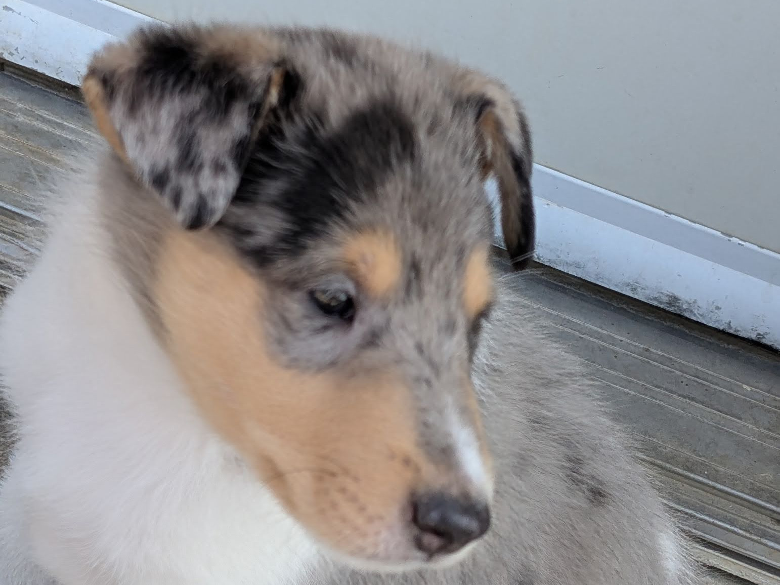 puppy