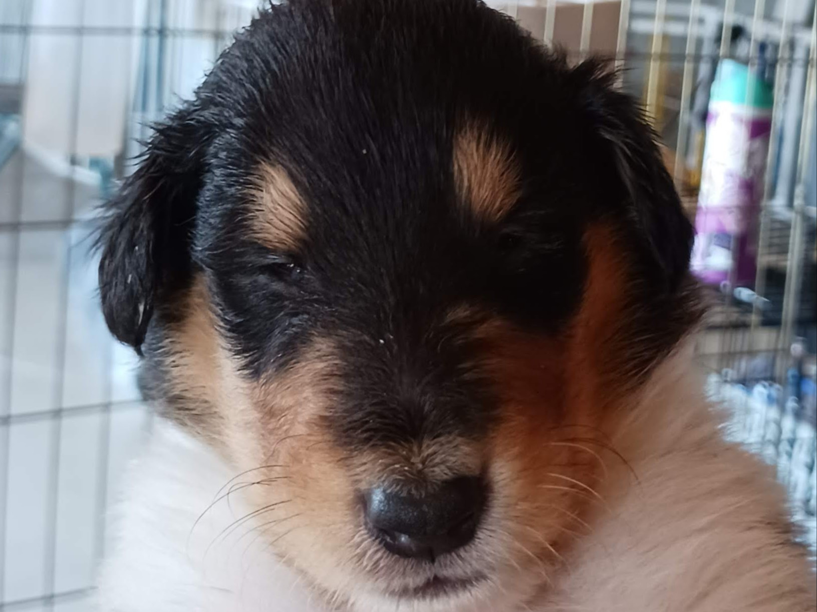 puppy