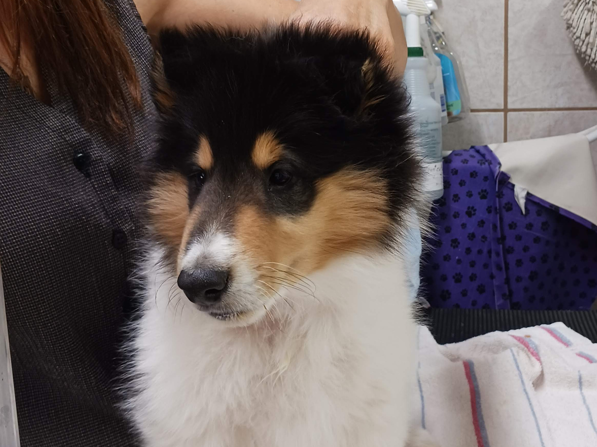 puppy