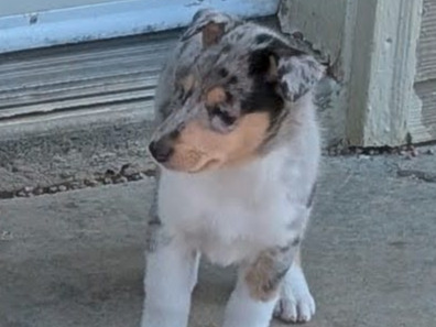 puppy