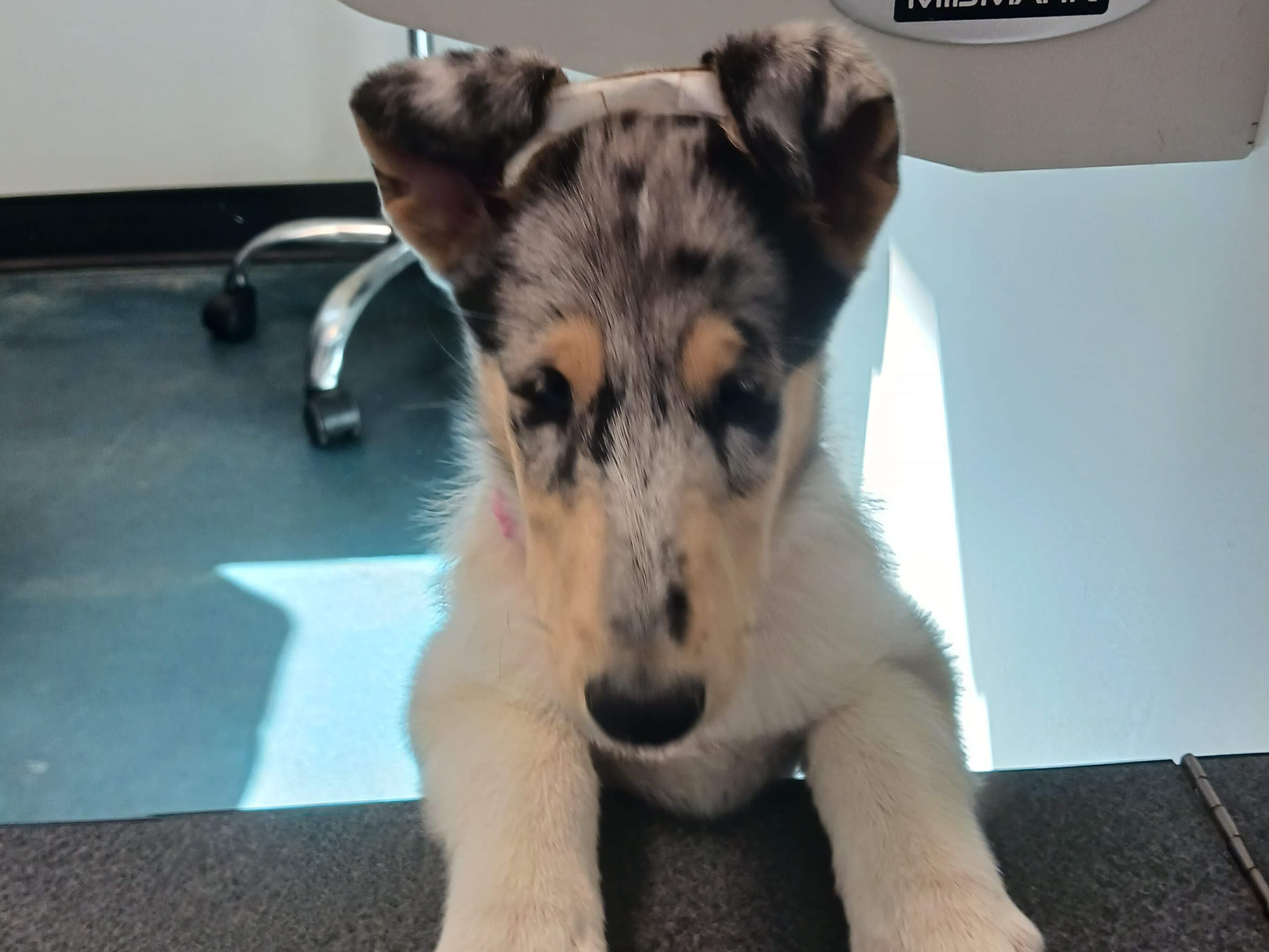 puppy
