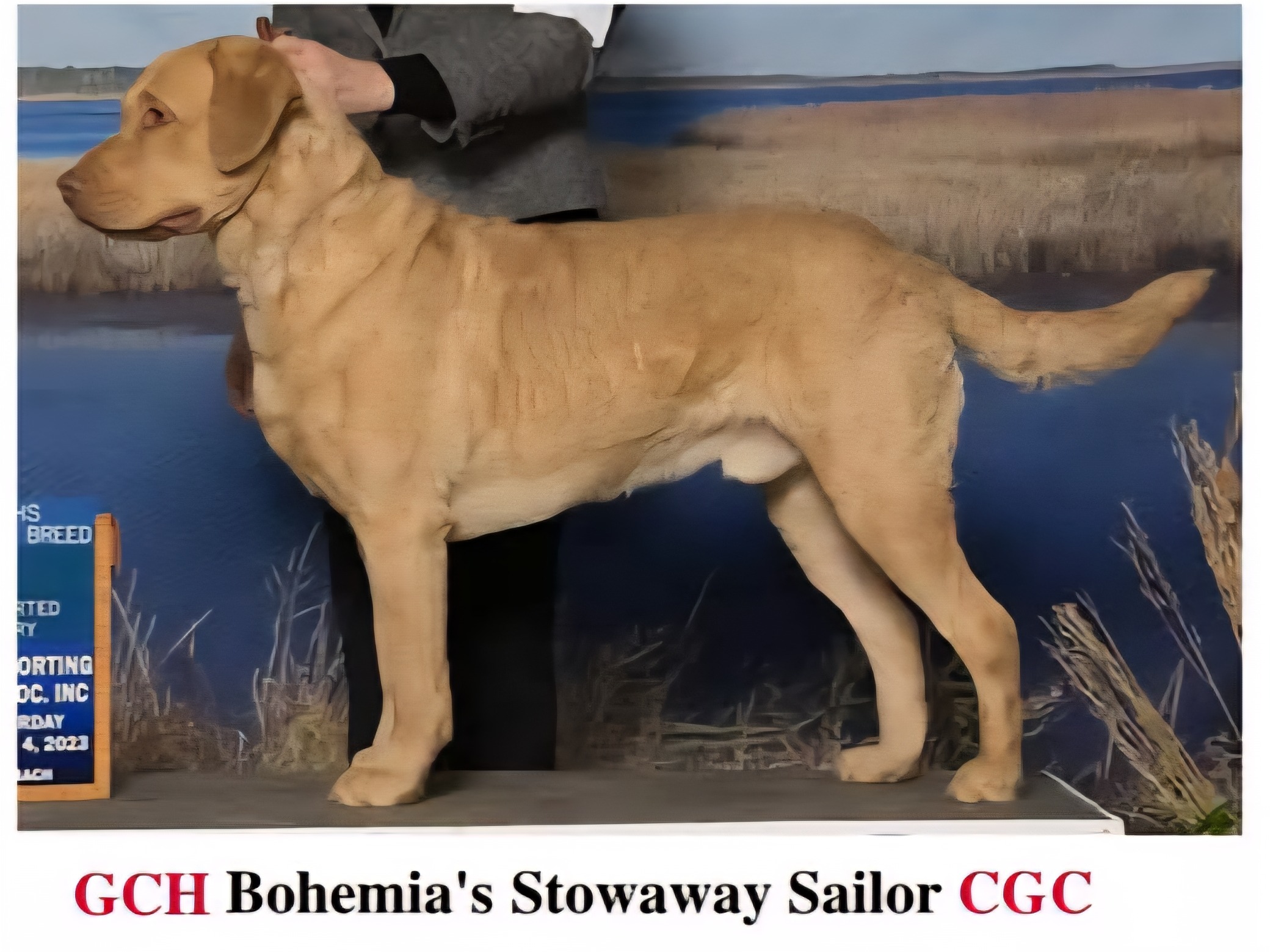 Dog Sailor