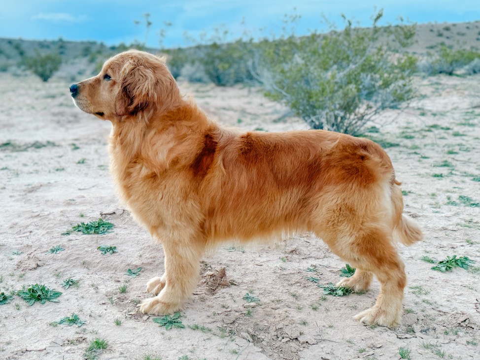 Dog Flint