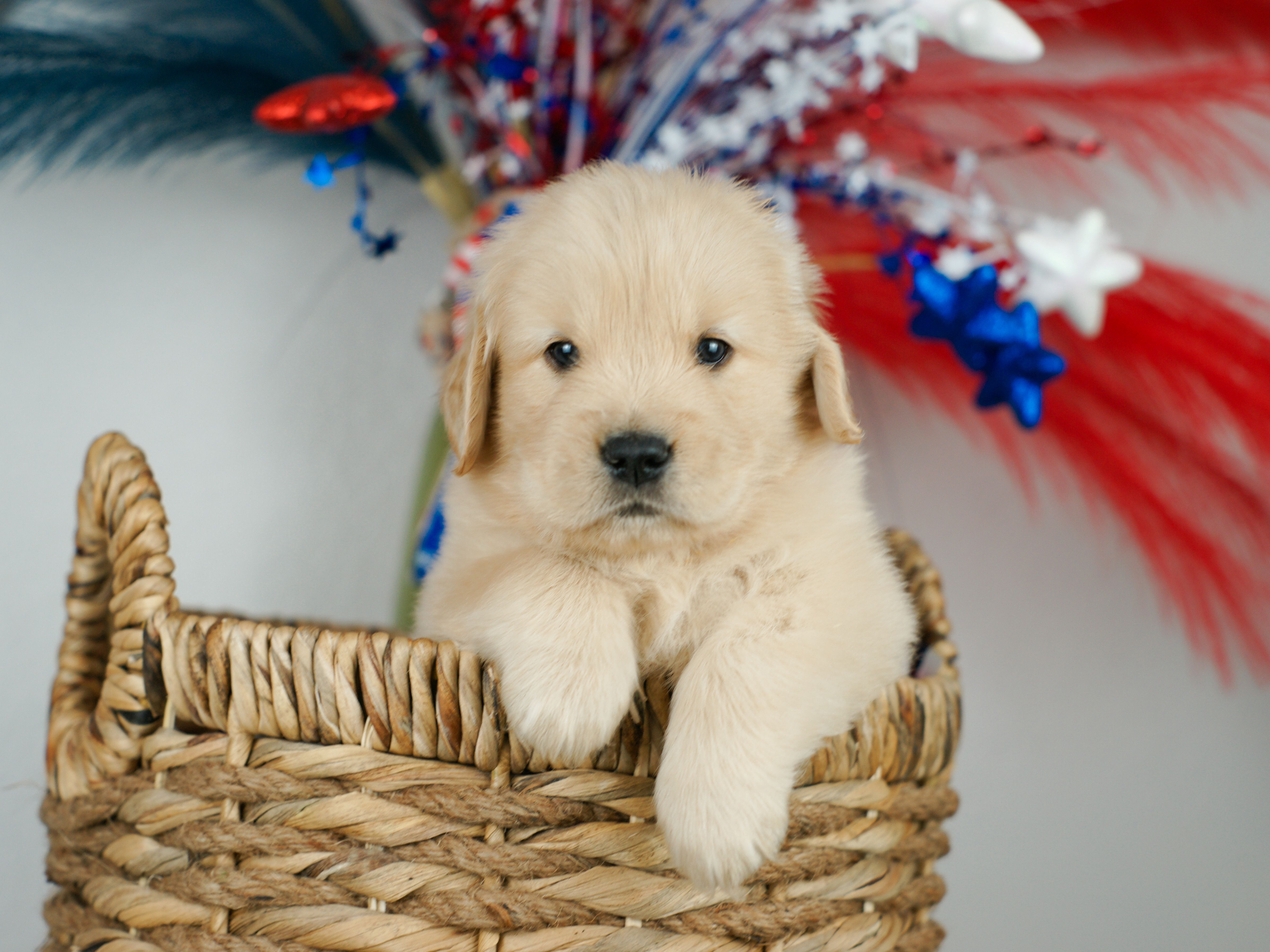 Litter Preview 4