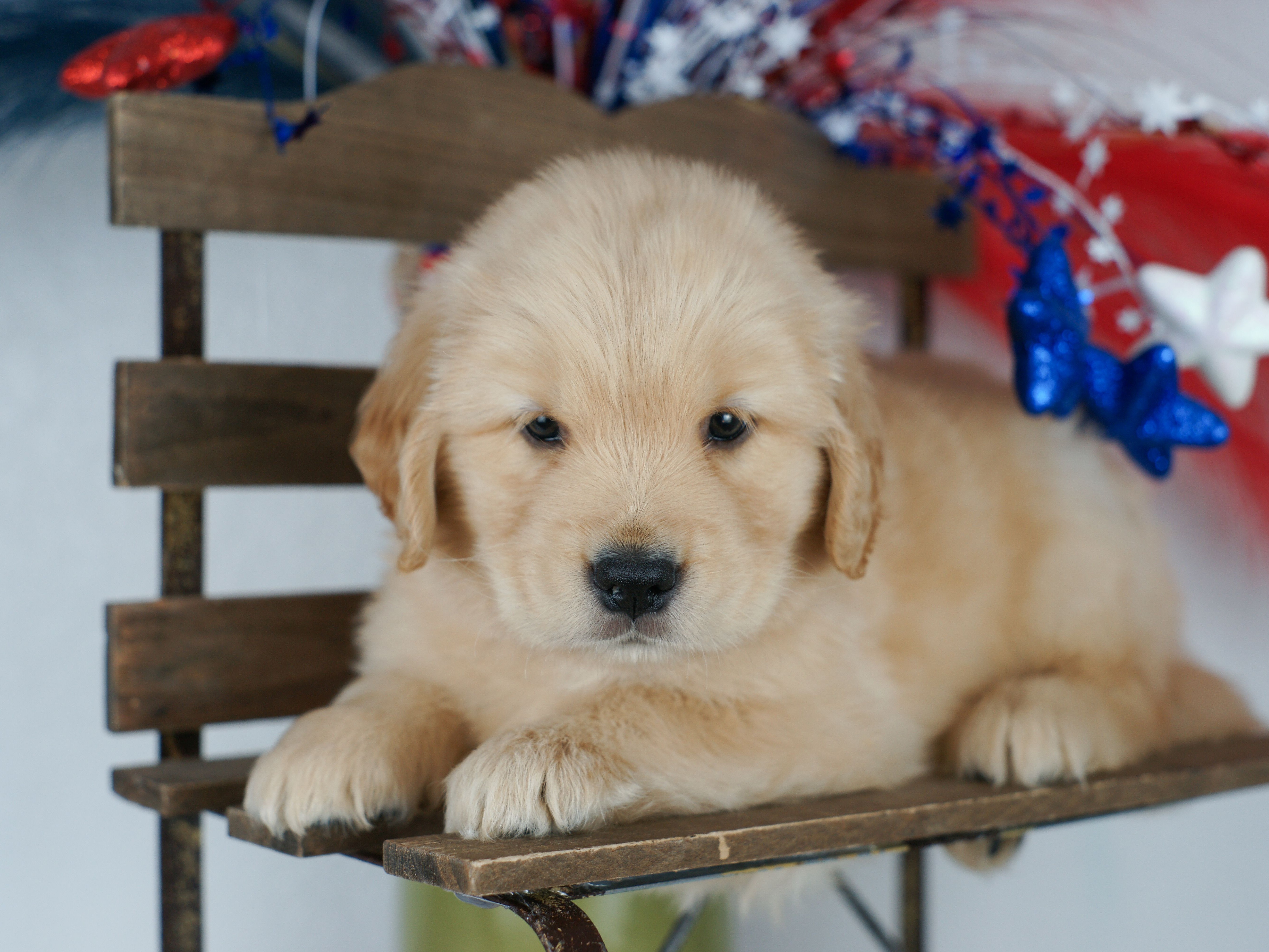puppy