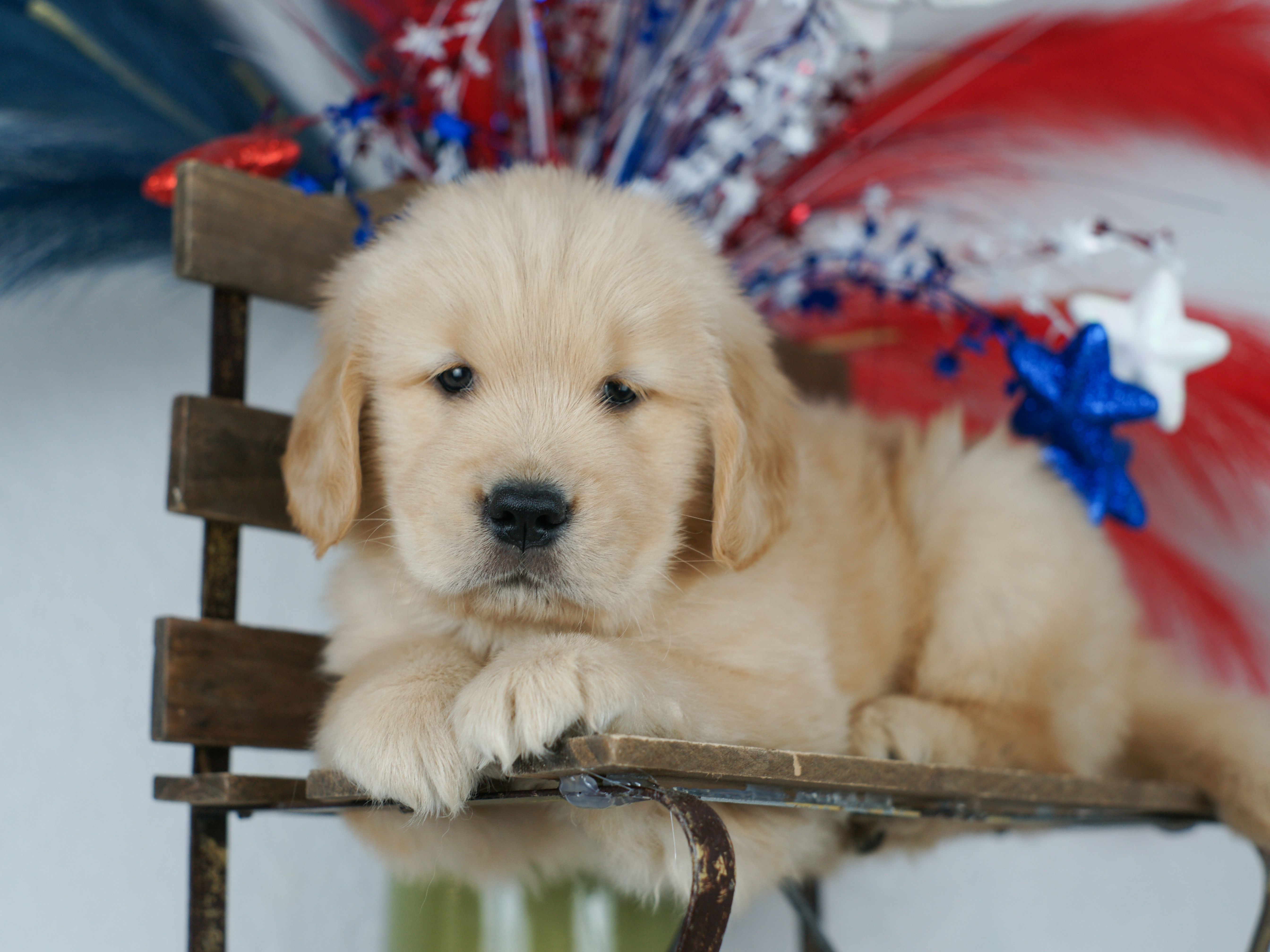 puppy