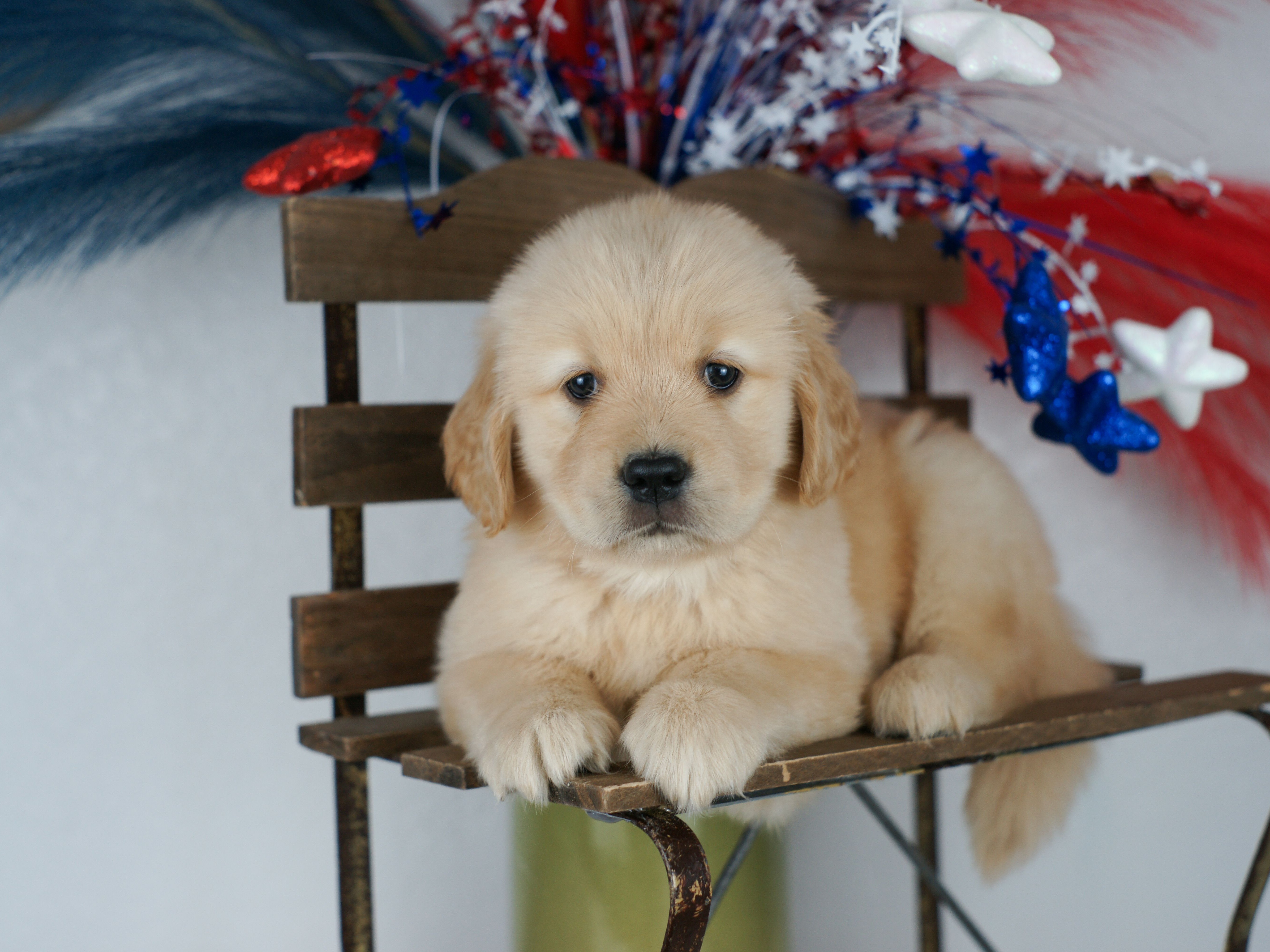 puppy