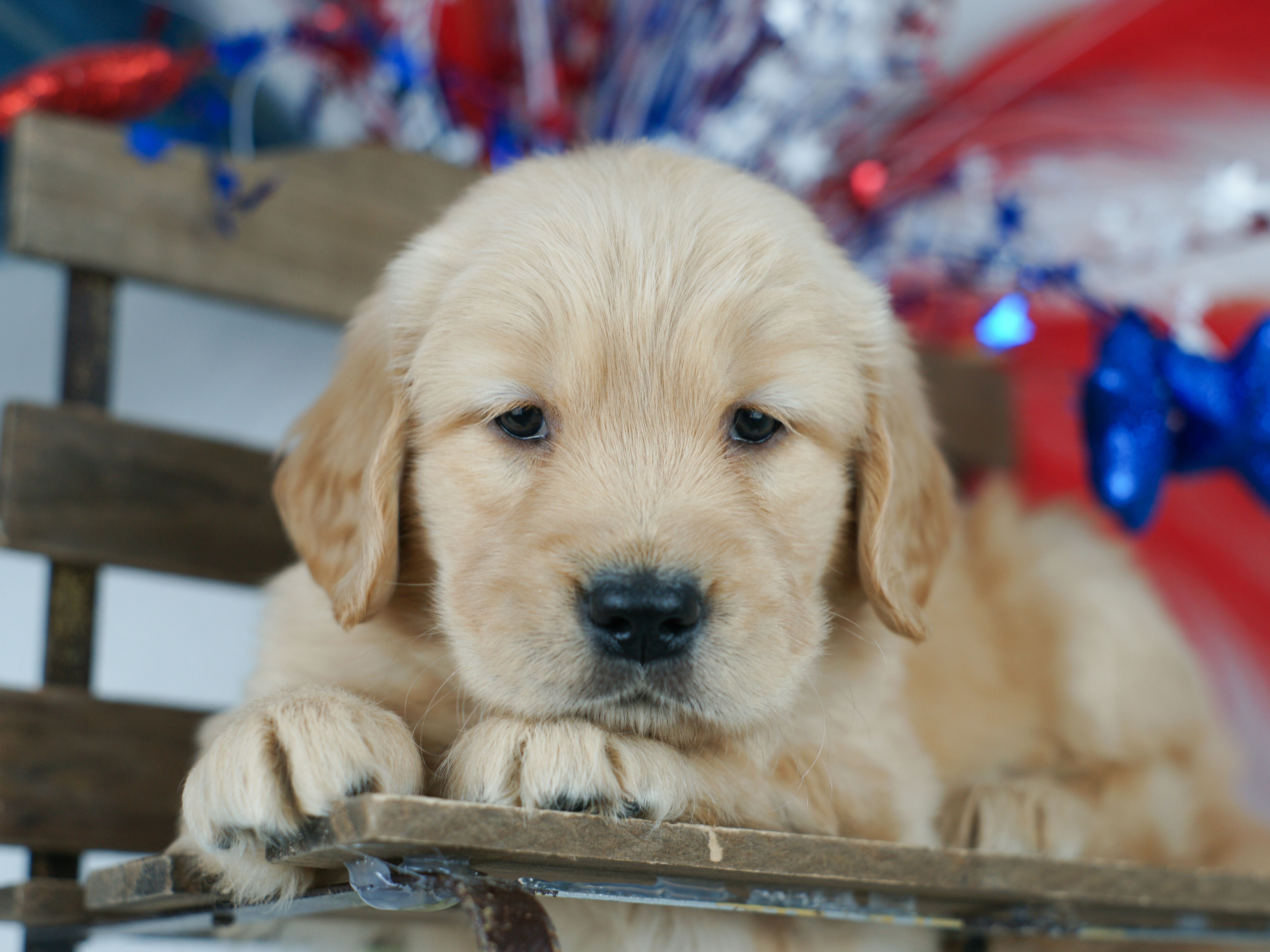 puppy
