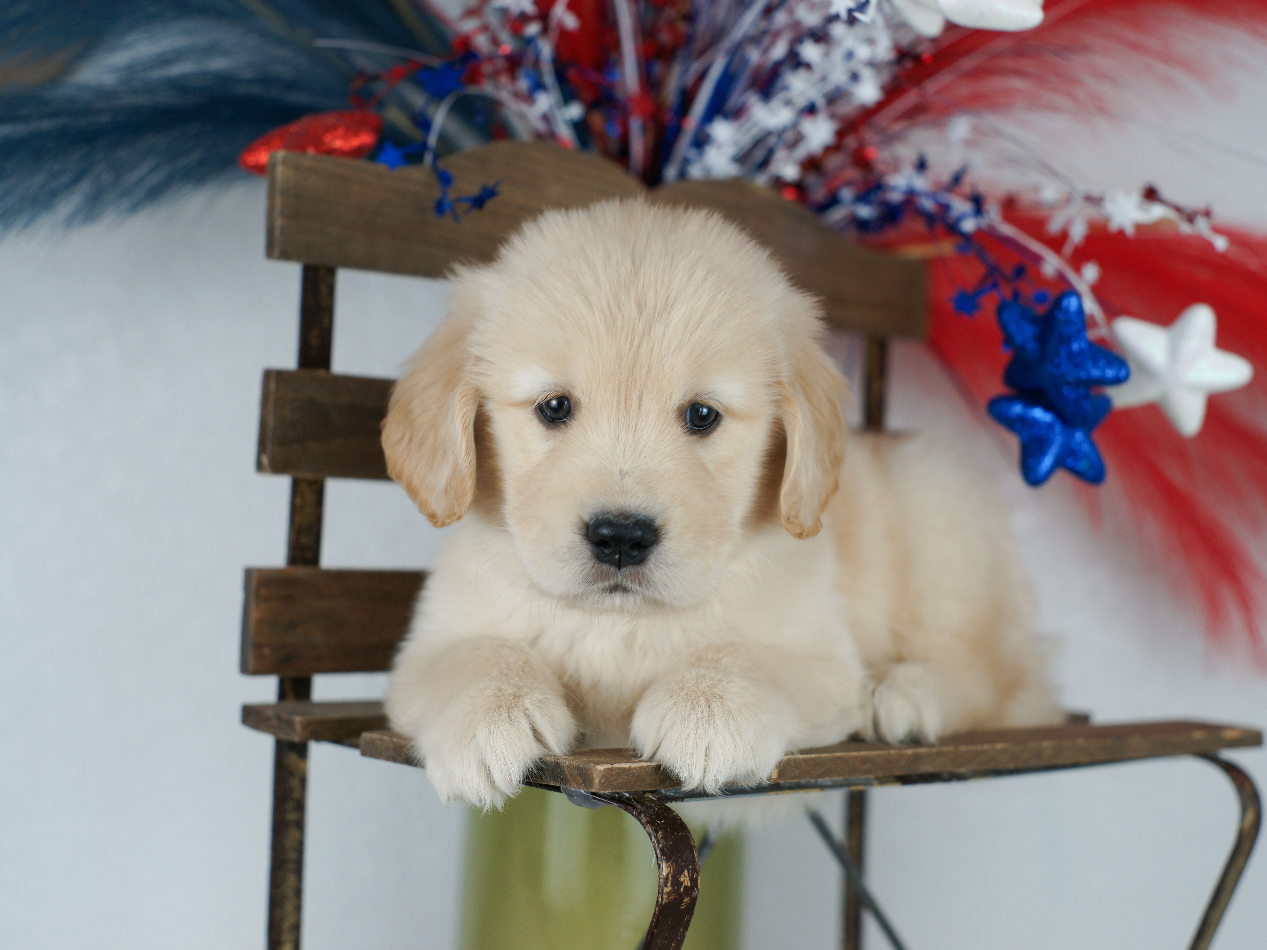 puppy