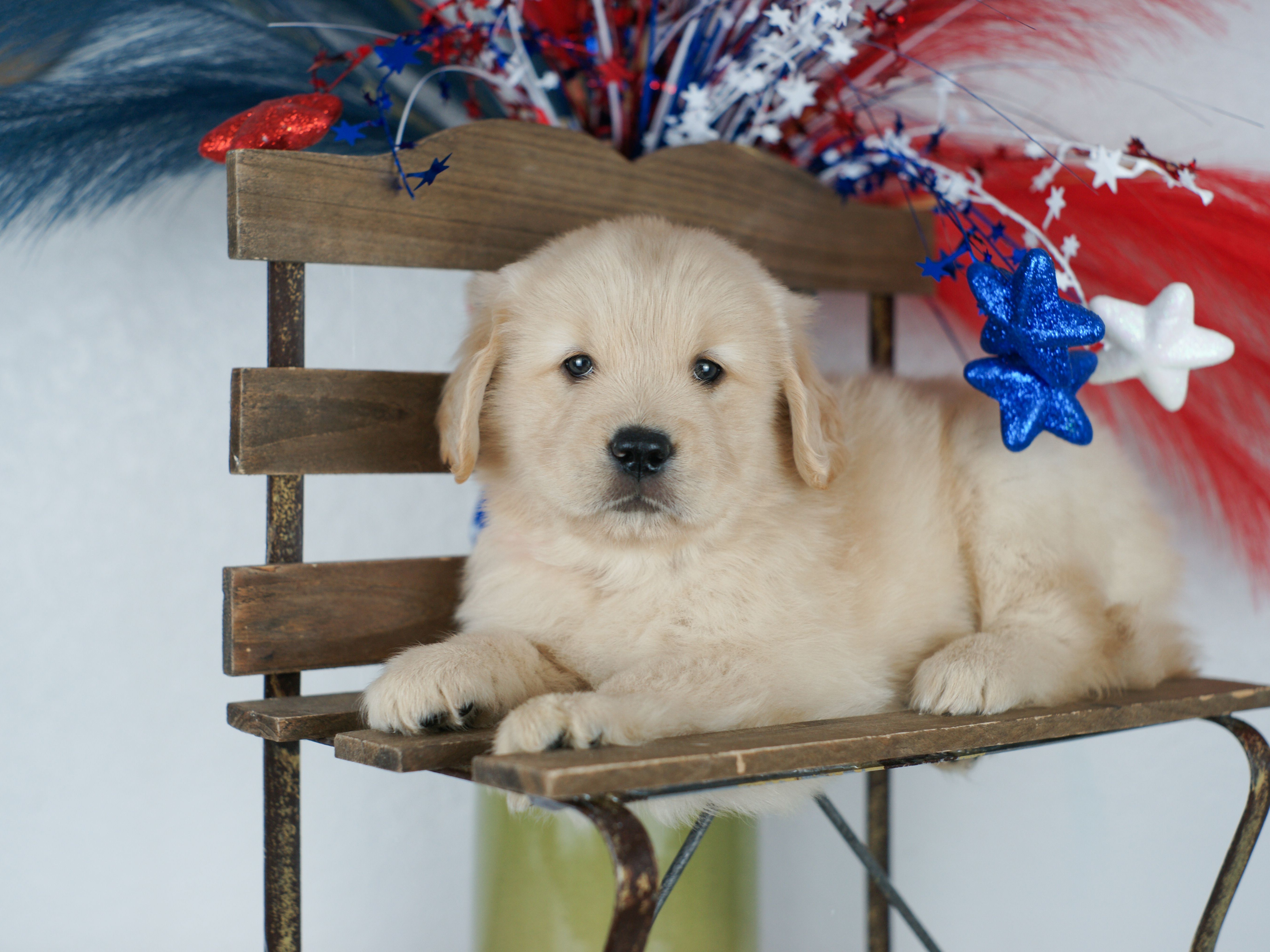 puppy