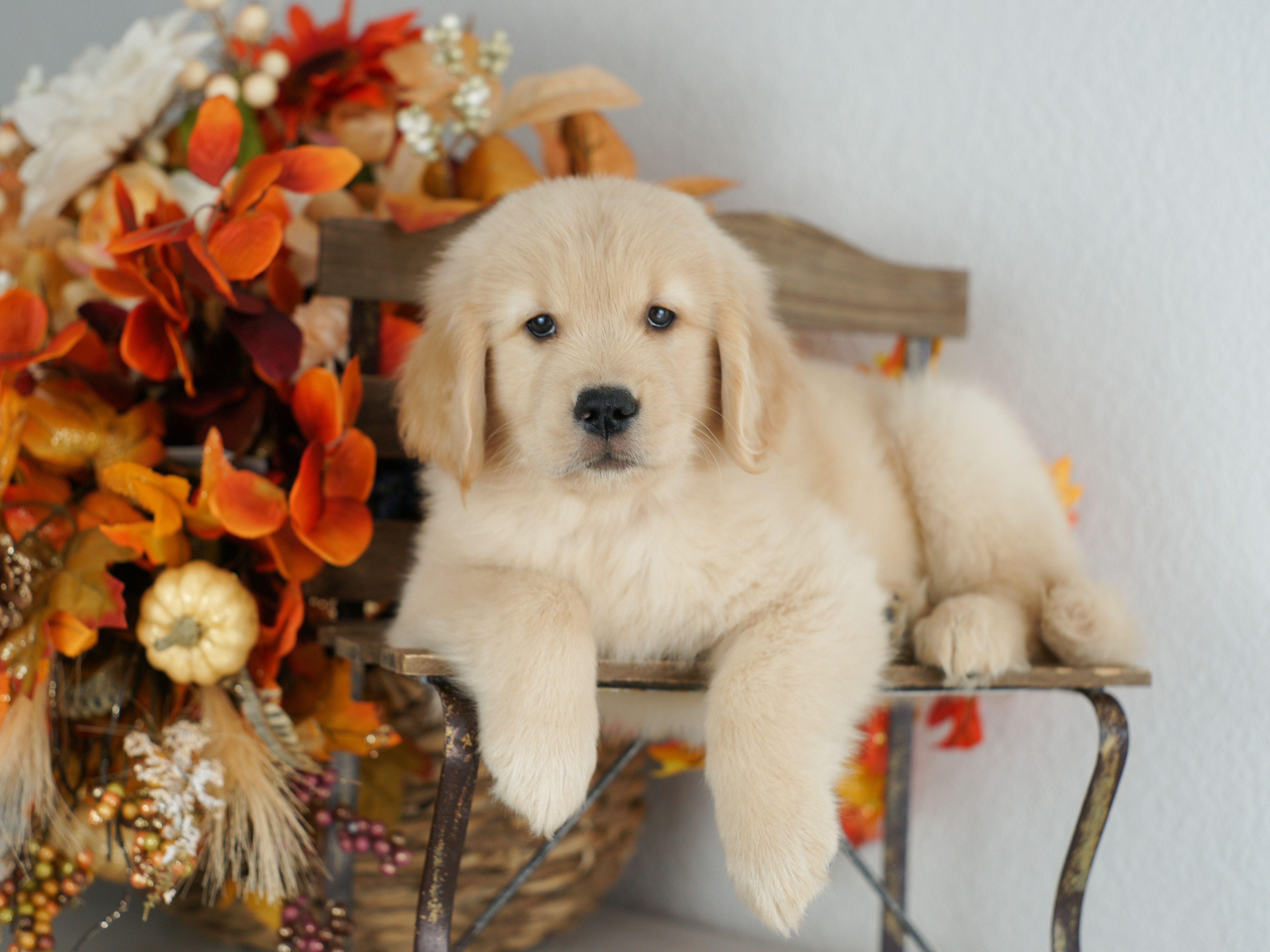 puppy