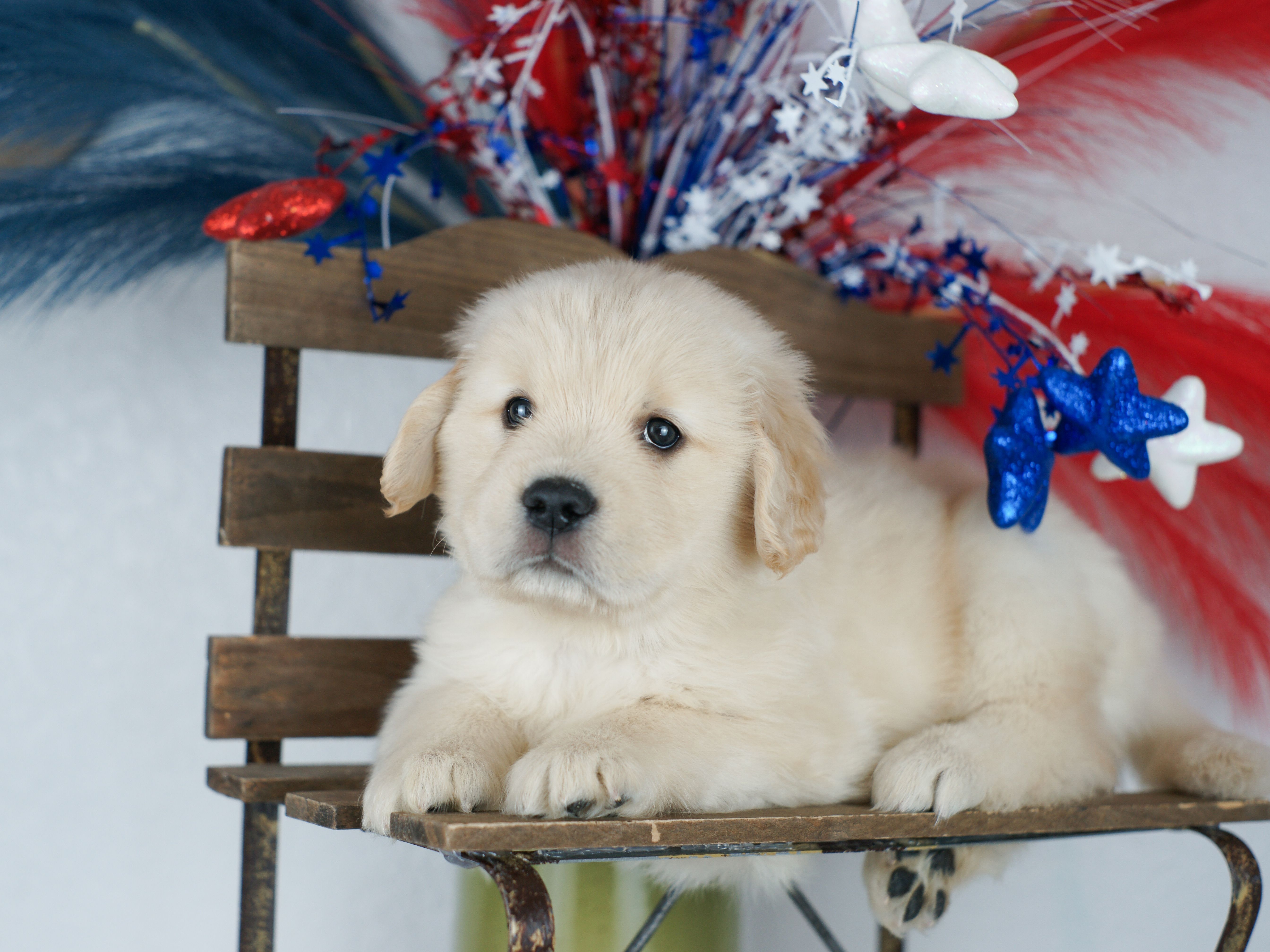 puppy