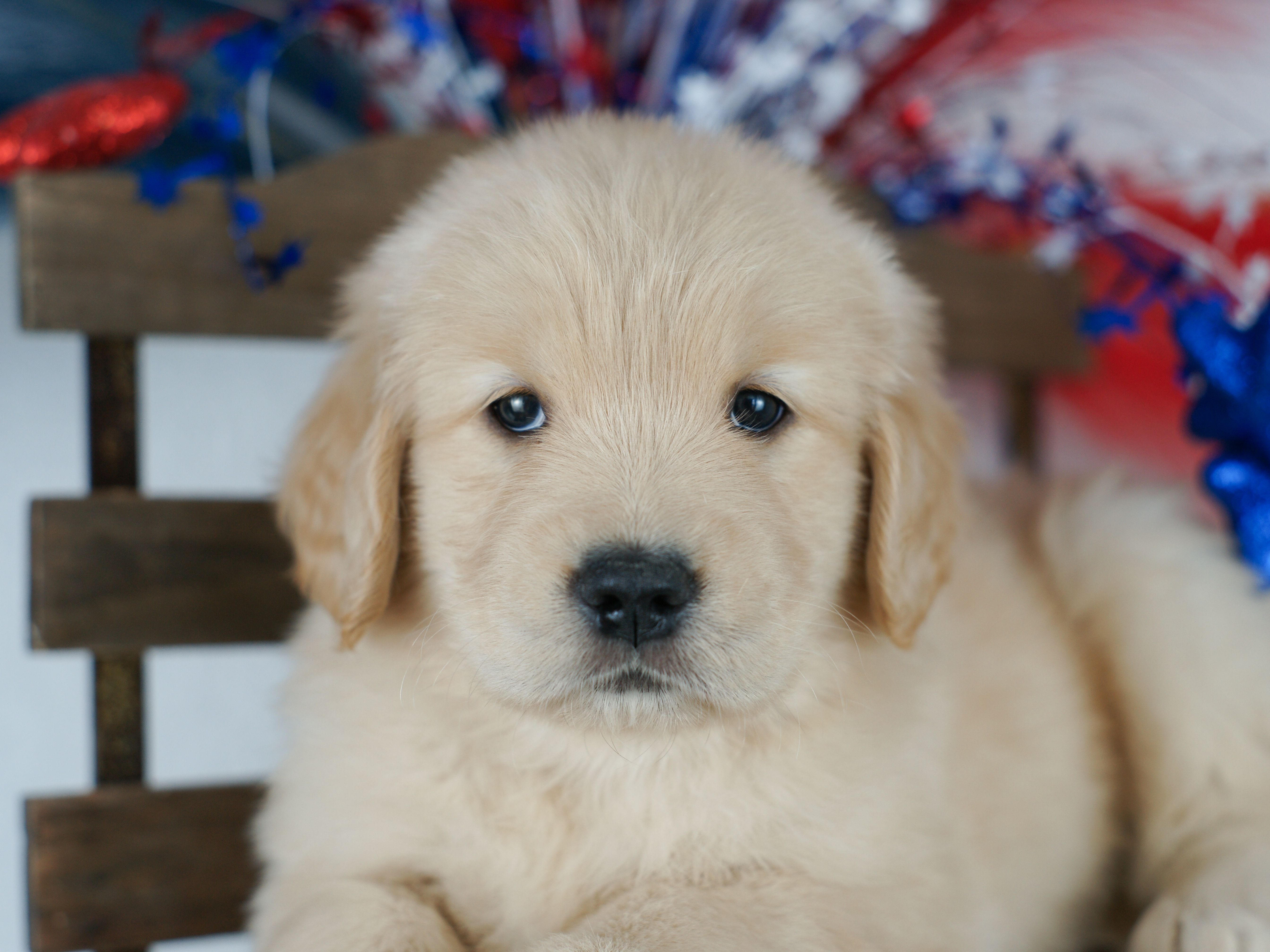 puppy