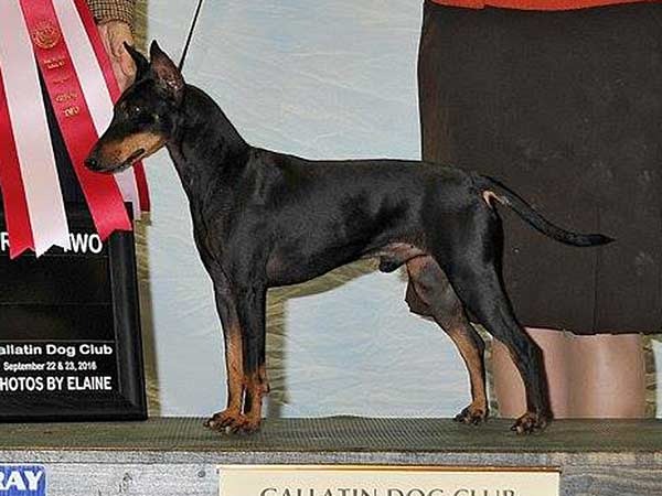 Dog Court