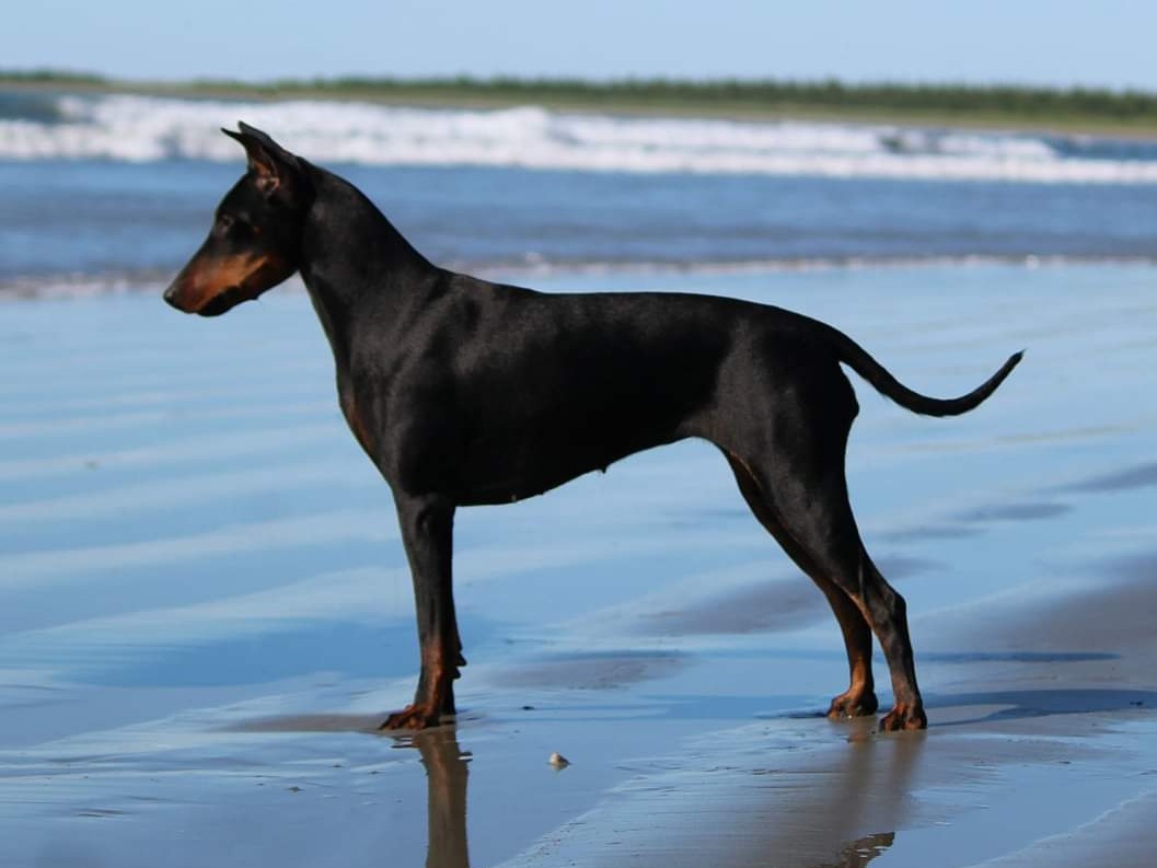 Dog Rey