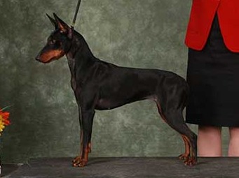 Dog Alibi